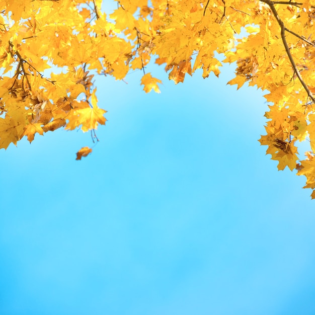 Goldene, gelbe und orangefarbene Blätter am blauen Himmel. Herbst Hintergrund