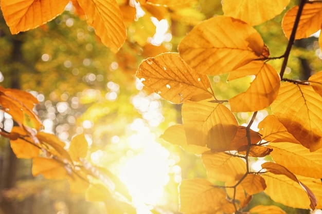 Goldene Herbstszene im Wald mit orangefarbenen Blättern gegen die Sonne, die durch die Bäume scheint