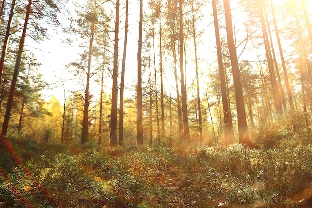 goldene herbstwaldlandschaft, mischwaldansicht, taiga, natur im oktober