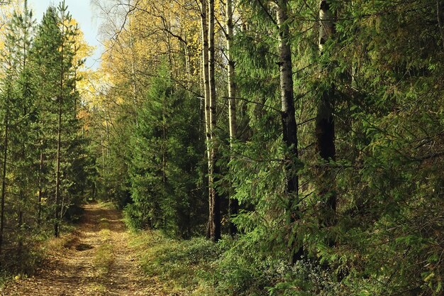 Foto goldene herbstwaldlandschaft, mischwaldansicht, taiga, natur im oktober