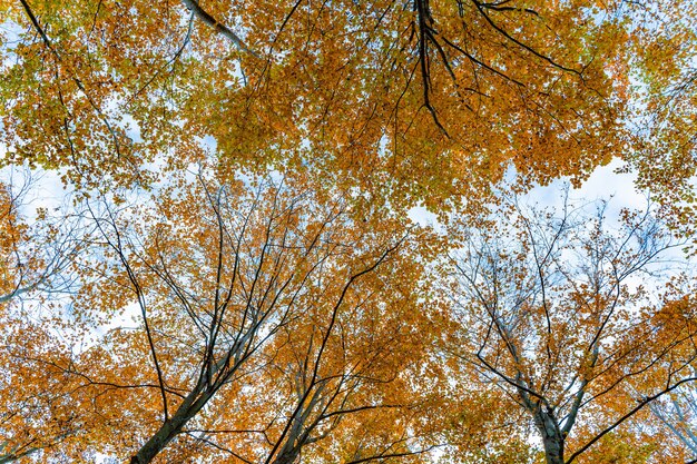 Goldene Herbstwaldlandschaft unter den hellen Strahlen der Sonne Ländliche Landschaft mit warmem Licht
