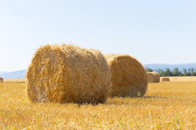 Goldene Heuballen auf dem Land