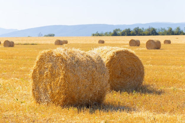 Goldene Heuballen in der Landschaft