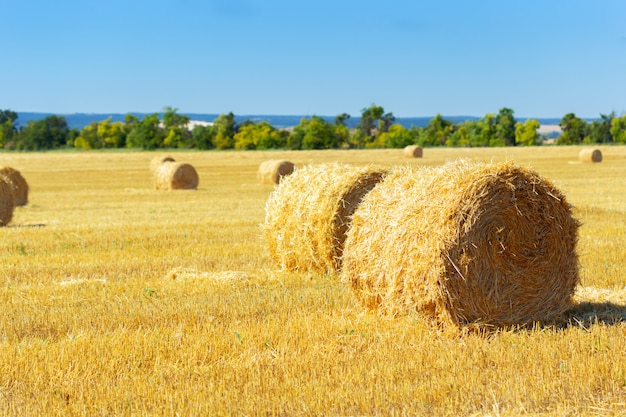 Goldene Heuballen in der Landschaft