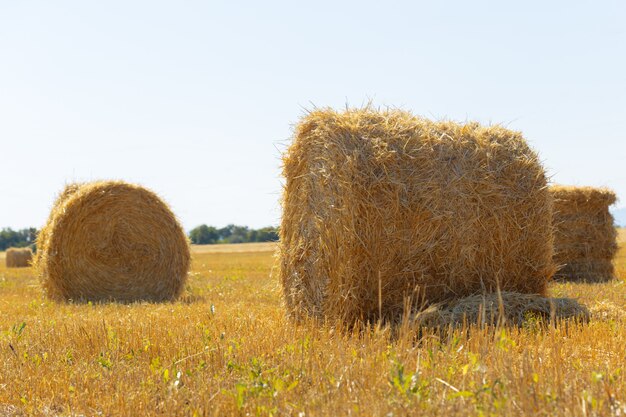 Goldene Heuballen in der Landschaft