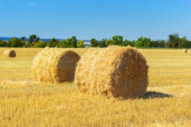 Goldene Heuballen in der Landschaft