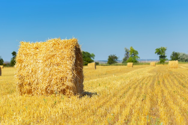 Goldene Heuballen in der Landschaft