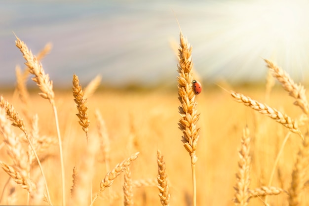 Goldene Ährchen von reifem Weizen und Marienkäfer auf Naturfeld bei Sonnenuntergangsstrahlen