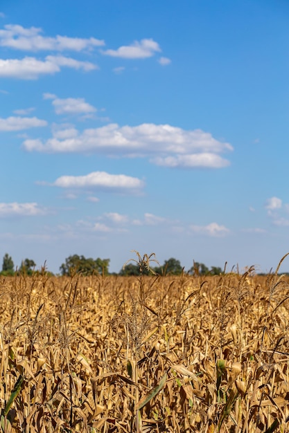 Goldene Ähre gegen den Himmel