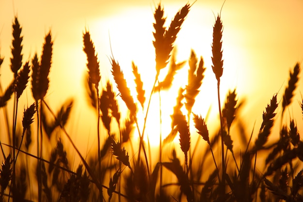 Goldene Ähren auf dem Feld. Abendlicht.