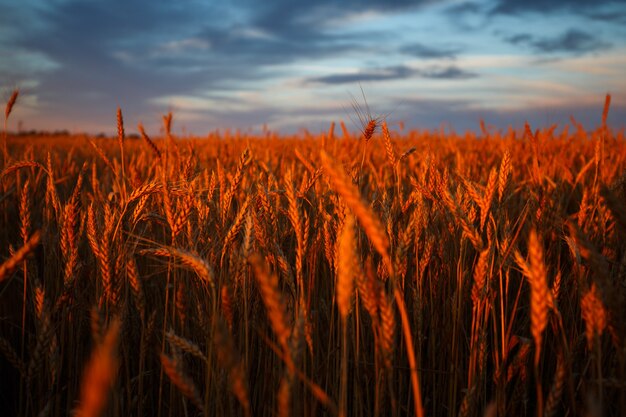 Goldene Ähren auf dem Feld mit bewölktem Himmel im Hintergrund. Abendlicht.