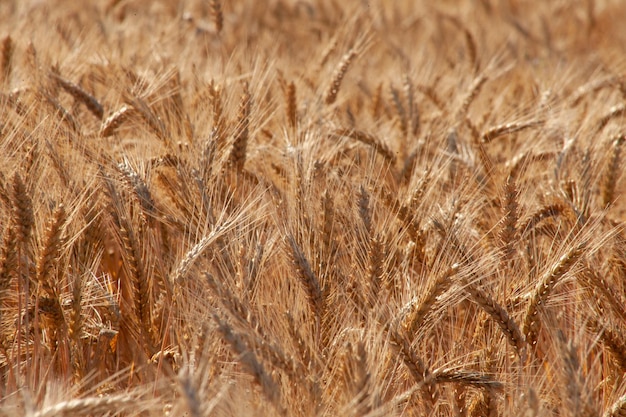 Goldene Ähren auf dem Feld Reifes Getreide ist bereit für die Ernte