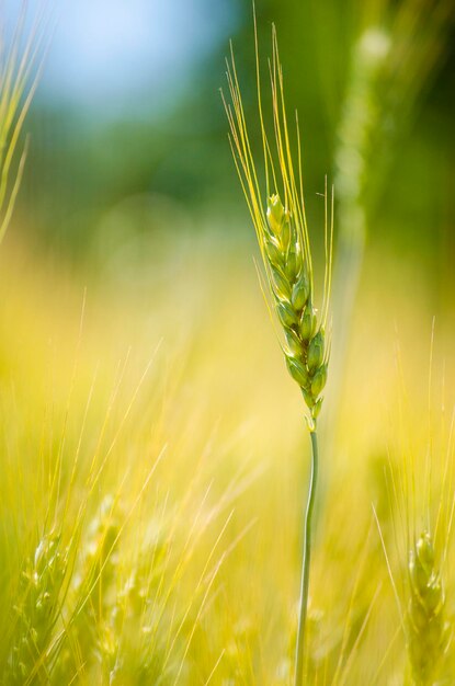 Goldene Ähren auf dem Feld