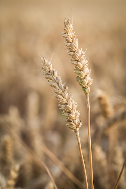 Goldene Ähren auf dem Feld