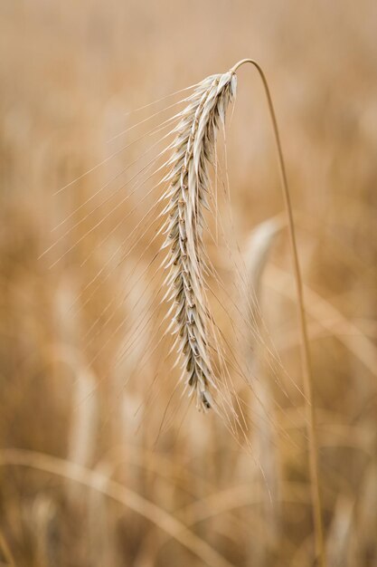 Goldene Ähren auf dem Feld