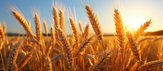 Goldene Ähren auf einem Hintergrund aus blauem Himmel bei Sonnenuntergang