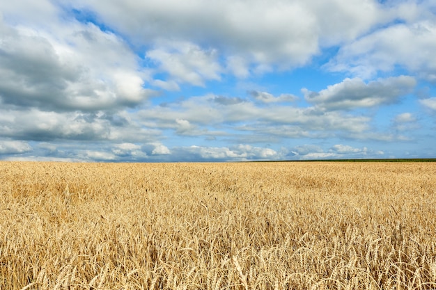 Goldene Ähren, Feld mit Weizen mit bewölktem Himmel.