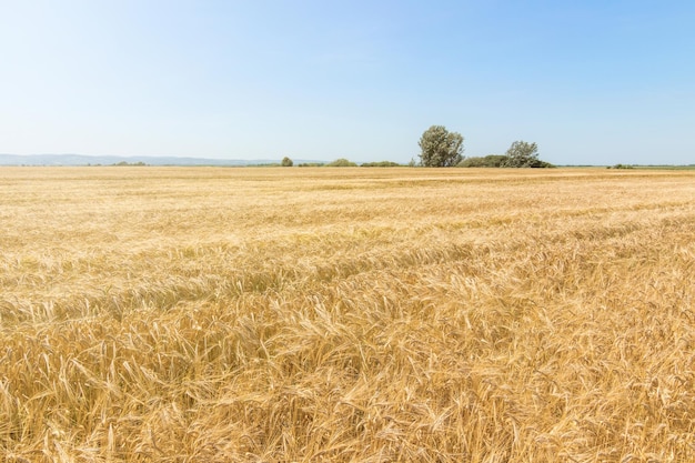 Goldene Ähren im Sommer auf dem Feld. Weizen-Hintergrund.