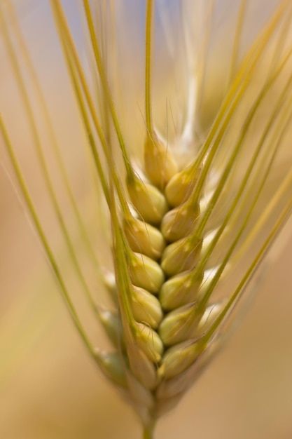 Goldene Ähren im Sommer auf dem Feld