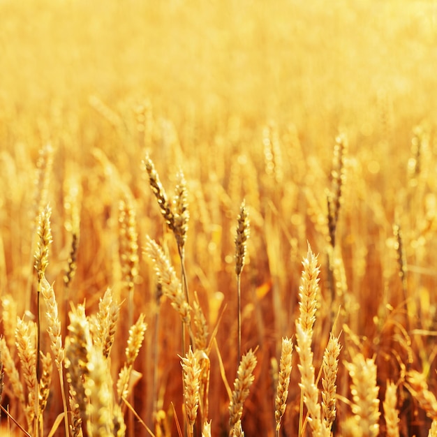 Goldene Ähren im warmen Sonnenlicht Weizenfeld im Abendlicht Erntezeit Selektiver Fokus