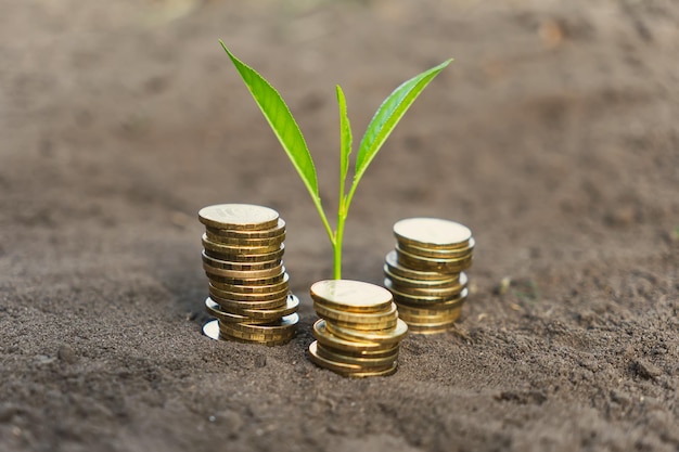 Goldene Münzen im Boden mit jungen Pflanzen. Geldwachstumskonzept, das Konzept des Einkommenswachstums oder der Investition in die Umwelt