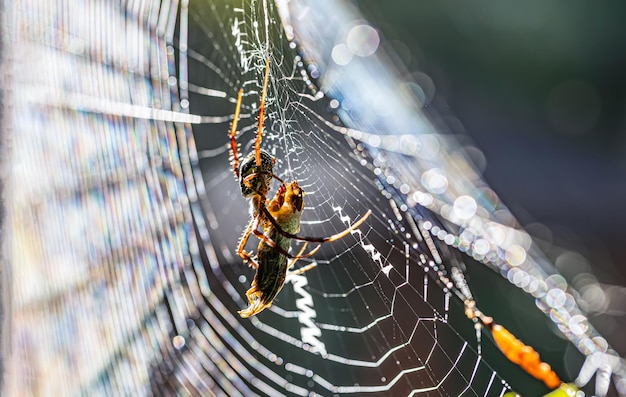 Foto goldene netzspinne, die morgens einen krug isst