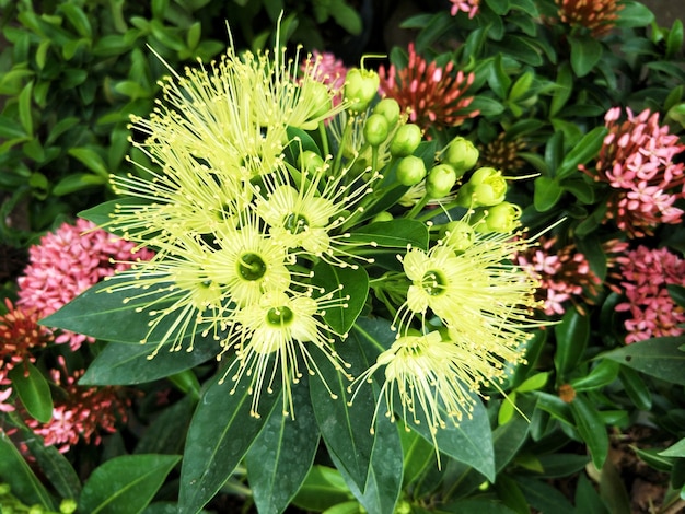 Foto goldene penda-blumengelbblüte.