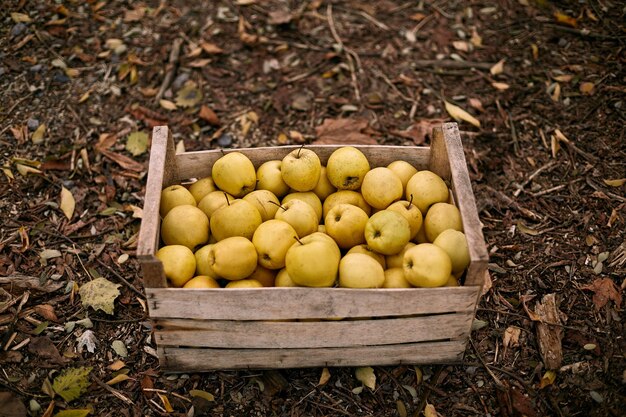 Goldene Äpfel in Vintage-Holzkiste auf dem Boden voller reifer gelber Früchte im Herbstlaub