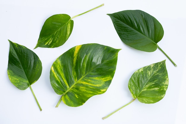 Goldene Pothos oder Teufelsefeublätter auf weißer Oberfläche.