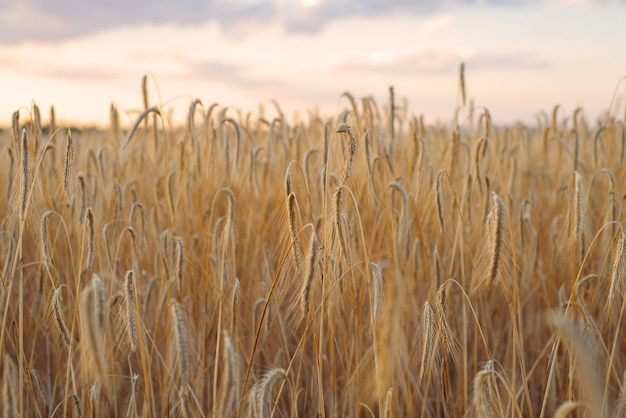 Goldene reife Ähren auf dem Feld