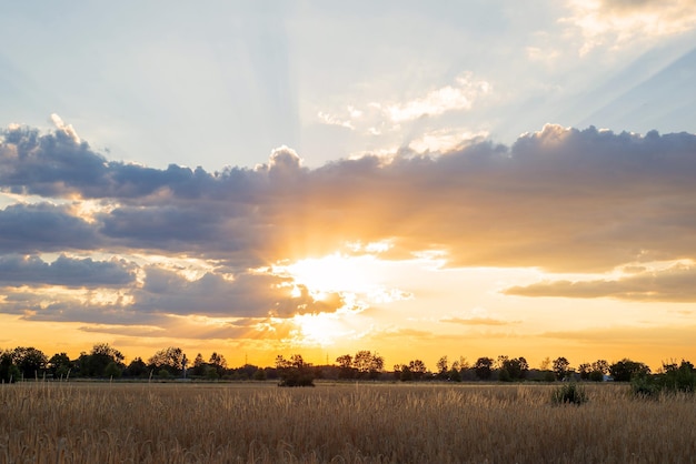 Goldene reife Ähren auf dem Feld