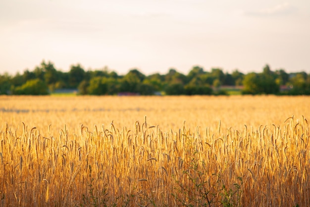 Goldene reife Ähren auf dem Feld