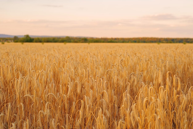 Goldene reife Ähren auf dem Feld