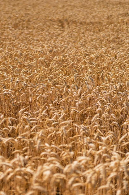 Goldene reife Ähren Weizenfeld Ähren des goldenen Weizens hautnah Das Konzept der Anpflanzung und Ernte einer reichen Ernte Ländliche Landschaft