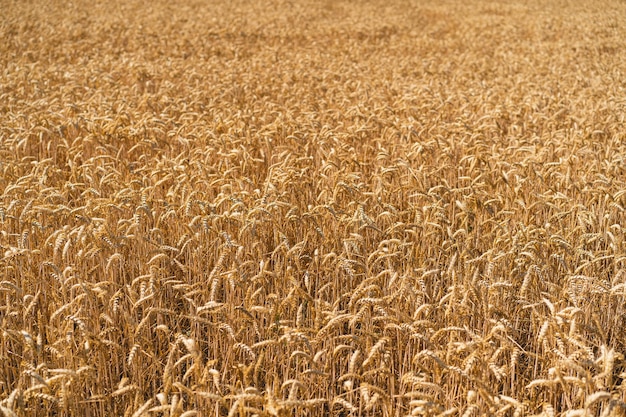 Goldene reife Ähren Weizenfeld Ähren des goldenen Weizens hautnah Das Konzept der Anpflanzung und Ernte einer reichen Ernte Ländliche Landschaft