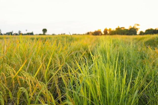 Goldene Reisohren auf dem Feld bei Sonnenuntergang