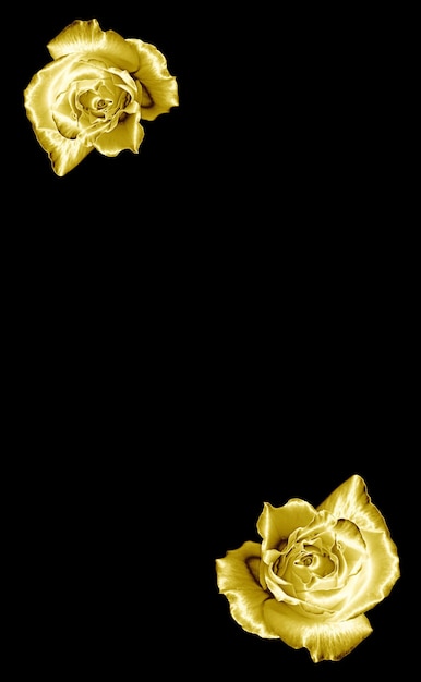 Goldene Rosen mit Tautropfen isoliert auf schwarzem Hintergrund