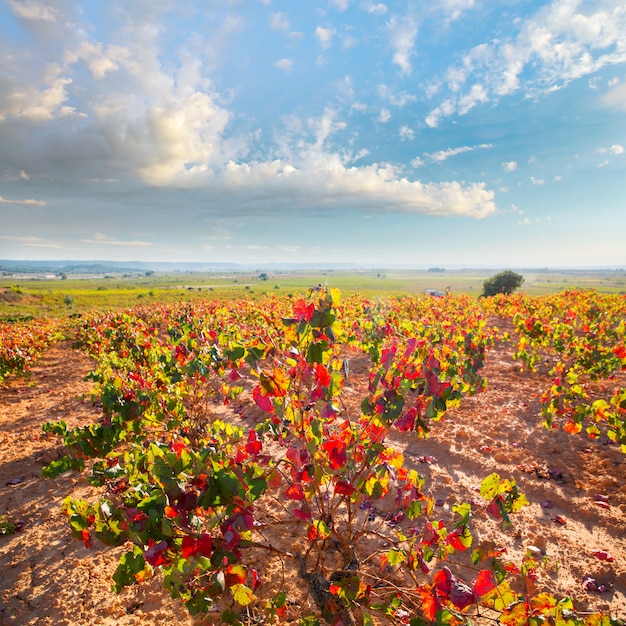 Goldene rote Weinberge des Herbstes in Utiel Requena