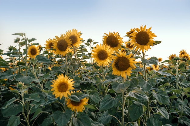 Goldene Sonnenblume im Sonnenblumenfeld gegen landwirtschaftlichen Hintergrund des blauen Himmels Sommer