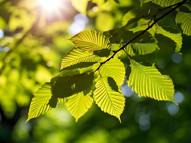 Foto goldene sonnenlicht hinterleuchtete lebendige kastanienblätter in strahlendem foto