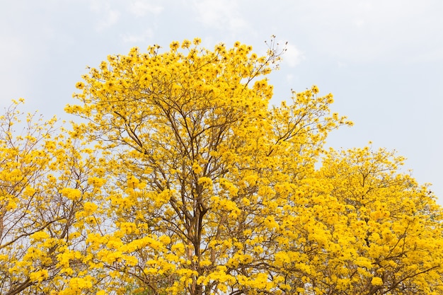 Goldene Trompetenbäume