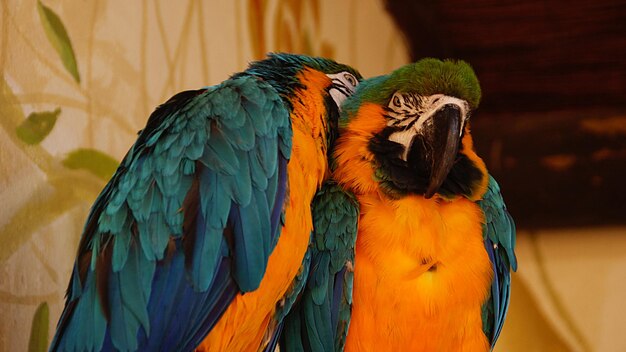 Goldene und blaue Aras im Zoo