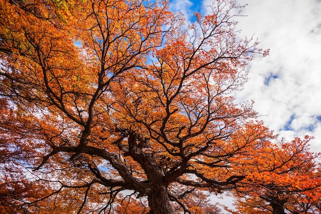 Goldene Waldbäume in der Nähe des Fitz Roy im Herbst. Fitz Roy ist ein Berg in der Nähe von El Chalten in Patagonien, an der Grenze zwischen Argentinien und Chile.