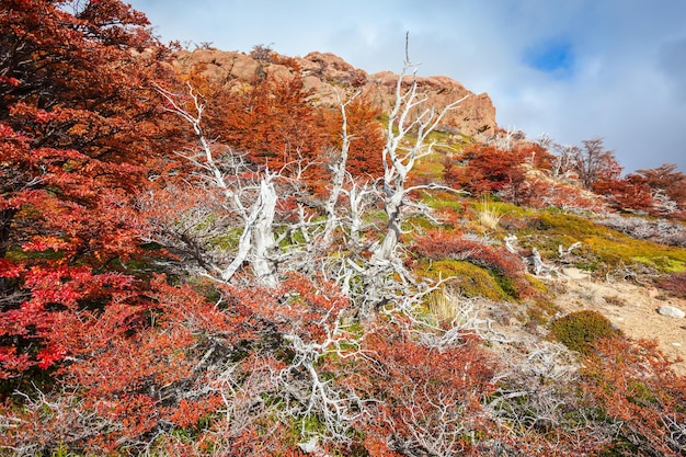 Goldene Waldbäume in der Nähe des Fitz Roy im Herbst. Fitz Roy ist ein Berg in der Nähe von El Chalten in Patagonien, an der Grenze zwischen Argentinien und Chile.