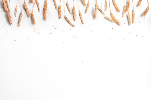 Goldene Weizen- und Roggenohren, trockene Getreideährchen an leichter Wand