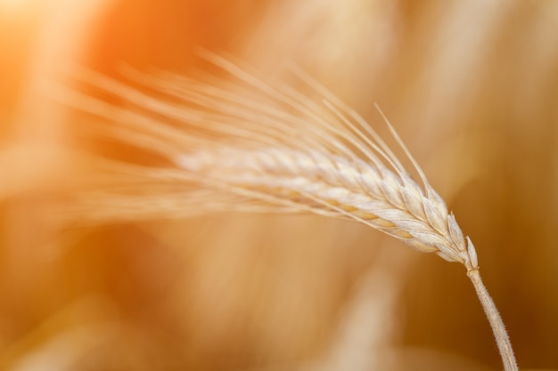 Goldene Weizenähren oder Roggennahaufnahme. Eine frische Roggenernte. Weizenfeld unter strahlendem Sonnenlicht. Stamm mit Samen für Getreidebrot. Erntewachstum in der Landwirtschaft.