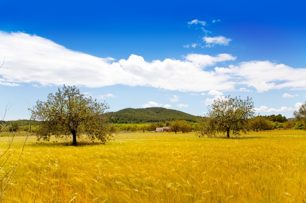 Goldene Weizenfelder der Ibiza-Insel von Mittelmeer