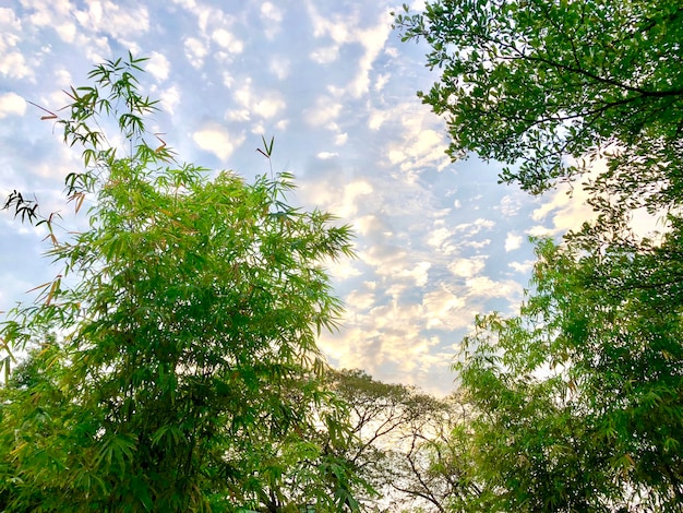 Goldene Wolke am Himmel mit Bambusblatt am Bildrand.