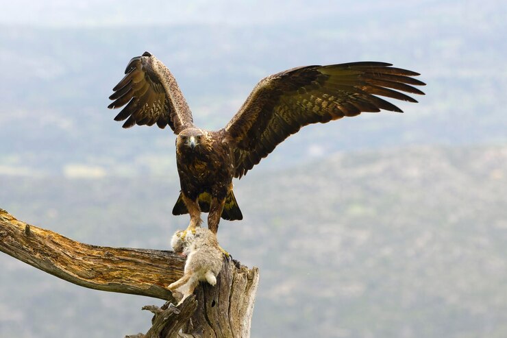 Goldener Adler mit seiner Beute auf einem Zweig