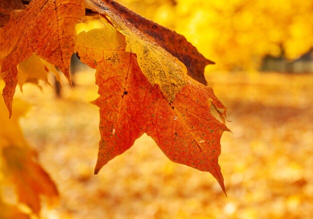 Goldener Ahorn verlässt Herbstzeit am frühen Morgen